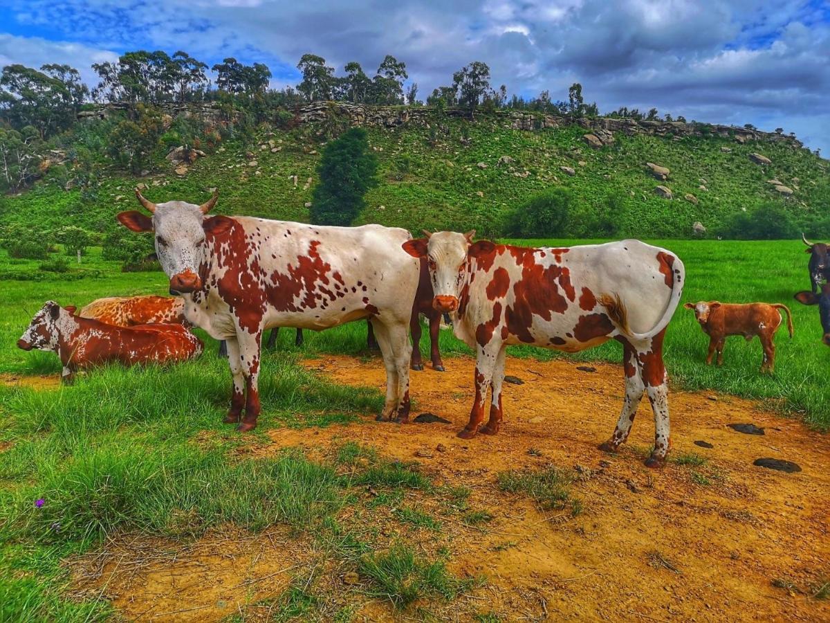 Oban Historical Guest Farm Van Reenen Exterior foto