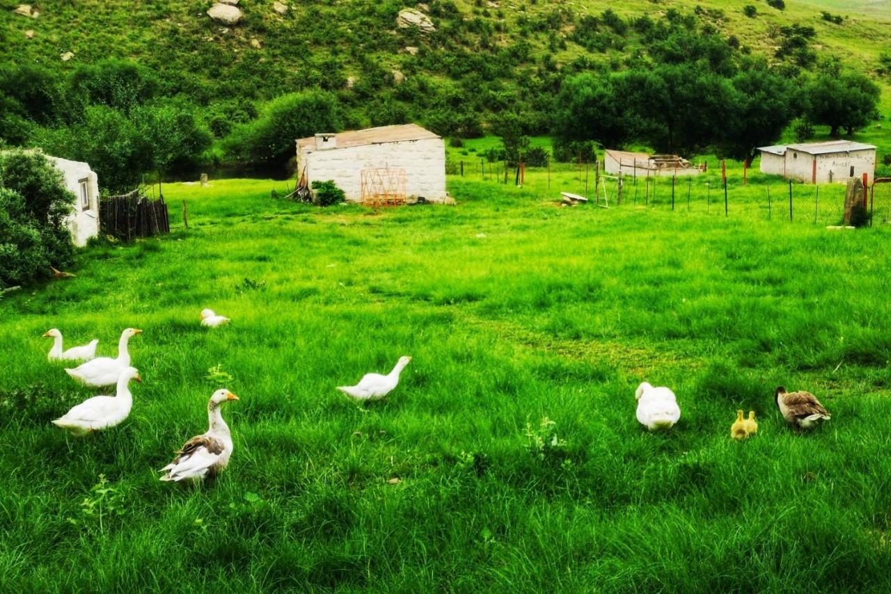 Oban Historical Guest Farm Van Reenen Exterior foto